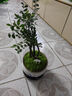想開(kāi)祺典小葉紫檀盆景植物老樁盆栽辦公室桌面室內花卉綠植好養活四季 多株老樁紫檀+荷韻青花盆+底座 曬單實(shí)拍圖