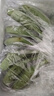 廣西芭蕉牛蕉大蕉大芭蕉牛角蕉板蕉凈重酸甜蕉無(wú)催熟劑當(dāng)季大果 5斤 曬單實(shí)拍圖