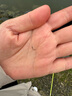 子非魚小物釣魚竿膠囊桿PRO版蝦竿迷你竿兒童竿溪流釣魚手竿鳑鲏 淺萌綠PRO【基礎(chǔ)套裝】 2.1m 曬單實(shí)拍圖
