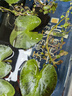 瘋狂水草（FKSC）一葉蓮水草水上植物魚(yú)缸造景和魚(yú)共養冒泡陰性?xún)艋|(zhì)睡蓮浮萍 【加速生長(cháng)】一葉蓮六片+營(yíng)養液 曬單實(shí)拍圖