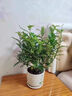 京云夢(mèng)清香木防蚊蟲(chóng)驅蚊草綠植盆景辦公室桌面四季好養活清香胡椒木盆栽 清香胡椒木＋加侖盆 曬單實(shí)拍圖
