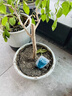 植物再生劑濃縮營(yíng)養液復活液水培花肥料室內盆栽植物營(yíng)養液通用型 單盒(6支108g） 曬單實(shí)拍圖