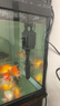 閩江水族閩江魚缸水泵三合一過濾泵過濾器低音潛水泵R3-380/580/1000/1200 R3-1200/20W/不帶吸盤 曬單實(shí)拍圖