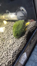 YEE綠藻球水族箱魚(yú)缸造景水草水藻球蝦缸海藻球草缸水草觀(guān)賞球好養 大號3-3.5cm左右(泡水后) 曬單實(shí)拍圖