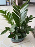 京悠雨德國金錢(qián)樹(shù)盆栽客廳大棵擺件圓葉旺宅綠植花卉室內水培植物發(fā)財樹(shù) 小盆金錢(qián)樹(shù)25-30cm6-8株(原土盆)+送營(yíng)養 曬單實(shí)拍圖