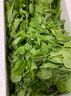 現(xiàn)摘新鮮豌豆尖新鮮蔬菜貴州特產(chǎn)當(dāng)季豌豆農(nóng)家自種火鍋菜時令 泡沫箱加冰發(fā)貨 2斤凈重 曬單實拍圖