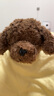 LIV HEART貴賓犬毛絨玩具玩偶睡覺狗狗抱枕公仔生日禮物—貴賓犬巧克力棕M 曬單實拍圖