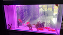 YEE水族增氧氣泵氣泡石氣條魚缸氣泡條氣泡石造景氣簾裝飾納米氣盤石 100厘米氣條+12瓦氣泵+管件 曬單實(shí)拍圖