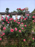 臨雅【1米6大苗】薔薇花苗藤本月季特大花爬藤植物四季開花卉盆栽玫瑰 【花期帶花發(fā)貨】大游行高1米6 曬單實拍圖