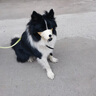 智宙狗嘴套防叫防咬防亂吃中小型犬狗口罩透氣泰迪柯基金毛專用狗嘴罩 奧利棕小熊【雙重鎖定 】 M（建議體重15-25斤） 曬單實拍圖