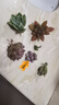 百潮盛多肉植物精選單顆品種香味多肉顆顆精選陽(yáng)臺(tái)辦公室室內(nèi)桌面 桃蛋2-5厘米【不含盆土】 曬單實(shí)拍圖