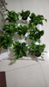 綠有意綠蘿盆栽室內(nèi)植物花卉綠植水培長藤垂吊大葉綠籮新房家用吸除甲醛 120#白色盆吸水盆綠蘿10盆+4肥 帶盆帶土發(fā)貨 曬單實拍圖