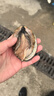 稻純53度醬香型白酒 貴州茅臺(tái)鎮(zhèn)高度白酒糧食酒水 53度 100mL 6瓶 曬單實(shí)拍圖