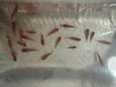 AIPHAROW黃金米奇魚紅米奇魚小型燈科魚紅綠燈淡水熱帶觀賞魚活體好養(yǎng)耐活 小米奇（2cm）20條 曬單實拍圖