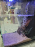 小米智能桌面魚缸二代造景套餐適用米家桌面魚缸仿真蕨類沉木造景裝飾擺件 蕨類沉木造景【含500g底砂】 曬單實拍圖