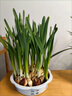 漳州水仙花盆栽水養(yǎng)種球冬季花卉綠植客廳水培室內植物好養(yǎng)年宵花 水仙花【塑料盆】一盆裝滿/帶根帶芽 帶盆栽好 曬單實拍圖