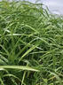 蓿蕾黑麥草種籽子四季多年生牧草種子耐寒畜牧養殖草種喂豬牛羊魚(yú)草 1斤裝：進(jìn)口四倍體黑麥草種子（畝用量15斤） 曬單實(shí)拍圖