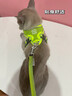 TOUCHDOGTouchcat它它輕巧貓咪胸背衣牽引繩輕嗨背心式寵物胸背帶透氣夜光 【基礎(chǔ)款】橙色 M【建議16斤以內(nèi)】 曬單實(shí)拍圖
