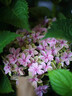 鑫意無(wú)盡夏繡球花種子適合室外播種四季開(kāi)花多年生盆栽庭院種植花籽 玉石繡球種子100粒+肥 曬單實(shí)拍圖