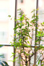 佳能/Canon EF50mm 85mm/1.2 1.4 1.8 二手單反鏡頭定焦廣角 小痰盂 微距 EF50mm f1.8 STM（三代小痰盂） 99成新 曬單實拍圖