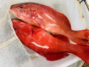 大海有禮漳州市東山縣東星斑紅斑魚龍膽石斑魚珍珠斑海鮮海魚野生新鮮活凍 7-8兩/條 深海東星斑【一條】 曬單實拍圖