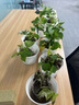 櫻霞綠蘿盆栽室內(nèi)植物綠植水培長藤垂吊大葉綠籮陽臺(tái)家用 12O#白色盆自水12盆+4肥+京東 送貨上門 曬單實(shí)拍圖