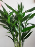 森岳大葉竹水培養植物花卉  綠植室內好養竹子 富貴竹水養鮮花 富貴竹70-80厘米10株 不含瓶 曬單實(shí)拍圖