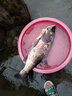 領(lǐng)路人品牌鰱鳙浮漂加粗超醒目青魚草魚納米野釣浮漂手竿釣大浮力遠(yuǎn)投 N-A902長88.5cm吃鉛8g三目加粗 曬單實(shí)拍圖