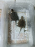泥鰍苗鮮活喂養(yǎng)寵物釣魚(yú)龍魚(yú)活餌烏龜飼料泥鰍養(yǎng)殖淡水觀賞魚(yú)垂釣 1-3cm 50條送10%路損 曬單實(shí)拍圖
