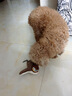 KimPets狗狗發(fā)聲玩具抖抖小鳥(niǎo)仿真麻雀會(huì )叫小狗毛絨玩偶自嗨解悶神器 抖抖麻雀【振翅發(fā)聲 送充電線(xiàn)】 曬單實(shí)拍圖