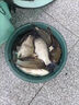 川澤夜光漂咬鉤變色鯽魚漂高靈敏納米醒目漂大物重力感電子漂夜釣浮漂 YW-02（1號）吃鉛：2.8g大鯽鯉魚 咬鉤變色（單支裝+電池） 曬單實拍圖