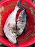 鄧剛推薦短漂打浮大吃鉛大物淺水魚漂超醒目短尾浮漂青魚鰱鳙遠(yuǎn)投 淺香V-025(吃鉛5.0g) 單支裝 曬單實(shí)拍圖