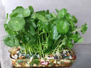 京悠雨銅錢草種子精品大葉水培金錢草籽庭院室內(nèi)外綠植物盆栽景四季好養(yǎng) 【精選大葉品種 株型挺拔】銅錢草*1 【帶盆栽好】 曬單實(shí)拍圖