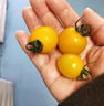 京配嘉果黃色圣女果 黃色小番茄 夏日陽(yáng)光 小西紅柿番茄新鮮水果千禧果 1斤精選裝 曬單實(shí)拍圖