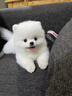 祥記萌奇30天保障茶杯犬純種博美幼犬活物小型犬可愛(ài)寵物狗活幼體俊介幼崽 血統級 咨詢(xún)客服視頻選寵 曬單實(shí)拍圖
