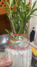 八芽迷你羅漢松指尖小盆栽?xún)艋諝馐覂茸烂嫘【G植辦公室源頭直發(fā)包郵 凌云羅漢松-拇指款 帶盆栽好 曬單實(shí)拍圖