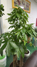 嘆為觀止大型植物發(fā)財(cái)樹盆栽植物辦公室室內(nèi)開業(yè)喬遷送禮步步高三桿樹盆栽 發(fā)財(cái)樹 咖啡金福瓷盆 高1.7-1.8m 含盆 曬單實(shí)拍圖