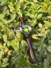 禧瑪諾（SHIMANO） cqbfs鼓輪23款日本禧瑪諾CALCUTTA CONQUEST微物水滴輪路亞輪 HG L【左手7.8速比】 國行 曬單實(shí)拍圖