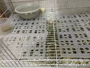 織萌小寵兔子腳墊寵物底板墊塑料荷蘭豬防啃咬兔籠墊板用品墊子籠子網(wǎng)格墊 白色 （耐啃咬） 曬單實拍圖