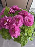 春節開(kāi)花牡丹帶花苞帶盆發(fā)貨年宵花催花菏澤觀(guān)賞重瓣大花高檔禮品 紫二喬13個(gè)花苞 曬單實(shí)拍圖