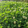 花豐院三葉草四葉草種子幸運草四季常青易種活園林綠化庭院護坡草坪種籽 三葉草（白花）凈籽半斤 曬單實(shí)拍圖