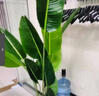 百動旅人蕉仿真大型綠植盆栽辦公室內(nèi)花卉天堂鳥仿生植物樹擺件1.6米 曬單實拍圖