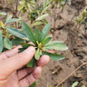 洛與霞毛杜鵑夏娟毛鵑花苗茶梅苗毛娟映山紅小苗花庭院花壇開(kāi)花植物樹(shù)苗 【毛娟大苗】3-4個(gè)分枝（10棵）  不含盆 曬單實(shí)拍圖