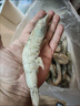 大蝦鮮活新鮮冷凍超大蝦子批發(fā)一整箱青蝦基圍蝦海鮮水產(chǎn) 18厘米左右 3.2斤(凈重)  左右 4斤/盒 曬單實(shí)拍圖