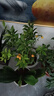 婭皙四季金桔樹(shù)苗盆栽帶果植物室內好養花卉客廳年宵小橘子樹(shù)招財盆景 金桔五年苗【帶果發(fā)貨】 曬單實(shí)拍圖