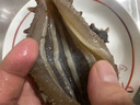 薩哈林俄羅斯野生即食海參 原料進(jìn)口六排刺高參齡無添加高品質(zhì) 2斤16只 禮盒裝 曬單實(shí)拍圖