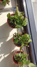 美外綠蘿盆栽室內植物綠植水培長(cháng)藤垂吊大葉綠籮陽(yáng)臺 11O#原裝盆綠蘿拖盤(pán)10盆+4肥 曬單實(shí)拍圖