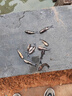 黃骨魚(yú)苗活體淡水養殖食用鮮活魚(yú)黃丫頭黃鴨叫昂刺魚(yú)黃顙魚(yú)冷水觀(guān)賞魚(yú)黃辣丁魚(yú)苗批發(fā) 50條5-7厘米黃骨魚(yú)苗(多發(fā)10%防損) 曬單實(shí)拍圖