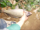 mondoba飛德釣船型餌籠歐鯉釣配件拋竿打窩器中通附餌鉛墜托餌器飛德餌籠 主圖款 曬單實(shí)拍圖