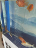 松寶魚缸隔離板定制透明亞克力蓋板網(wǎng)格微孔斗魚苗分離隔斷擋板水族箱 寬度*高度 曬單實(shí)拍圖